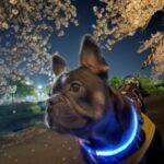🌸🐶番外編🌸